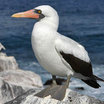 Nazca Booby